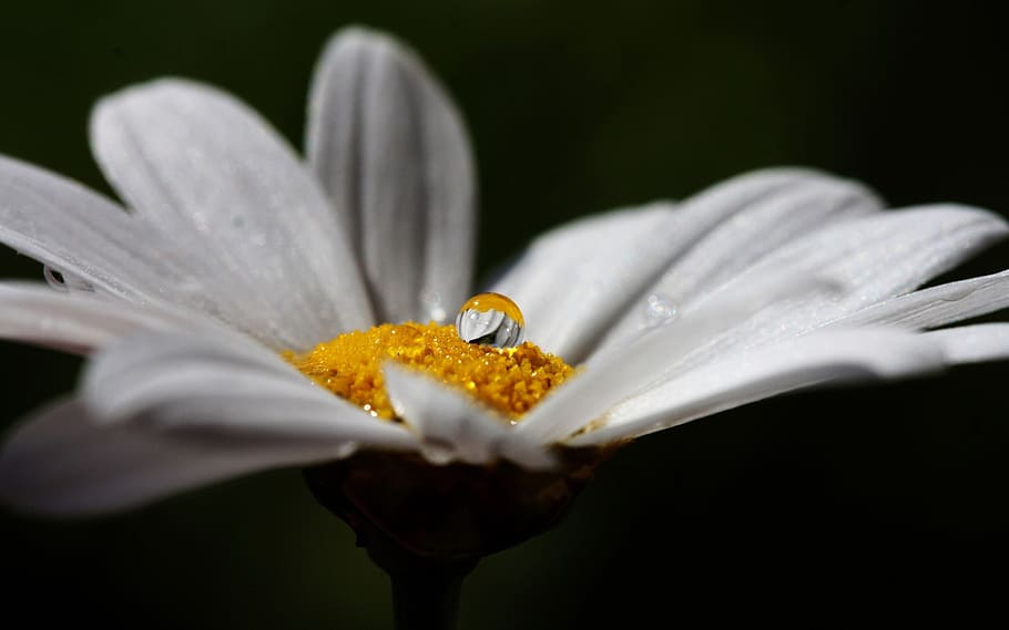 tags, test, mjm, word, quality, button, flowering plant, fragility HD wallpaper