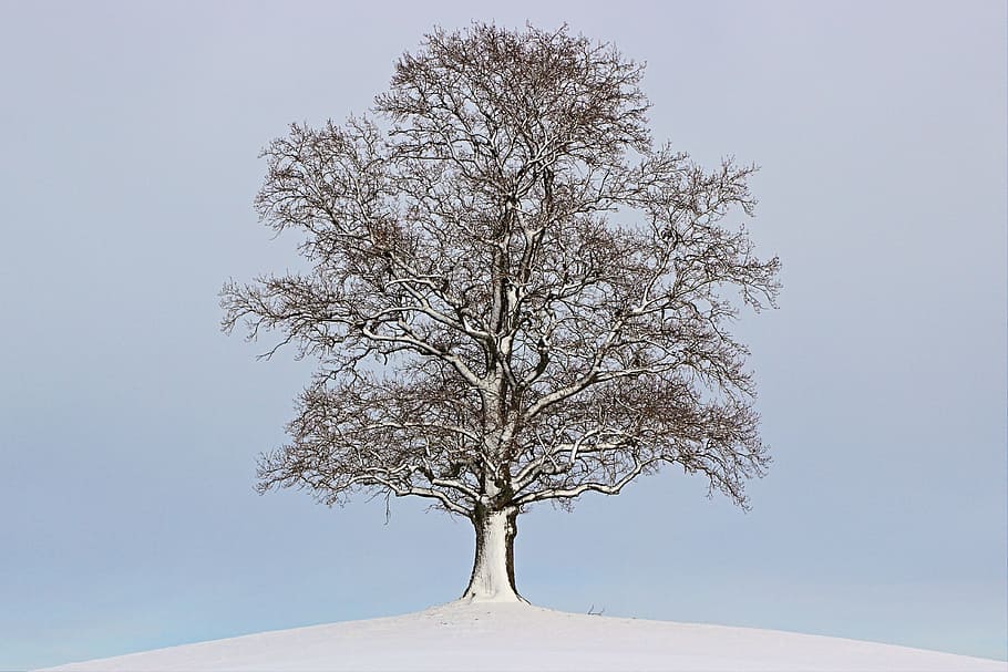snow covered bare tree, winter, landscape, mood, wintry, nature, HD wallpaper