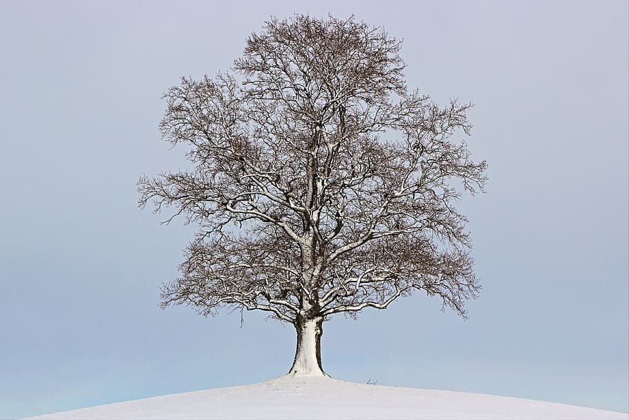 snow covered bare tree, winter, landscape, mood, wintry, nature HD wallpaper