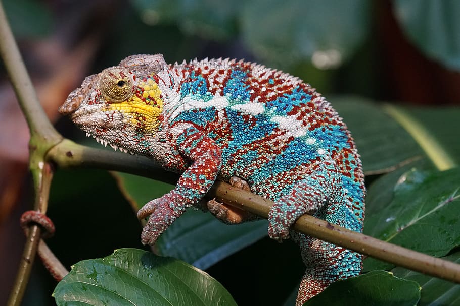 blue, white, and red bearded dragon, animals, reptile, schuppenkriechtier pantherchamäleon, HD wallpaper