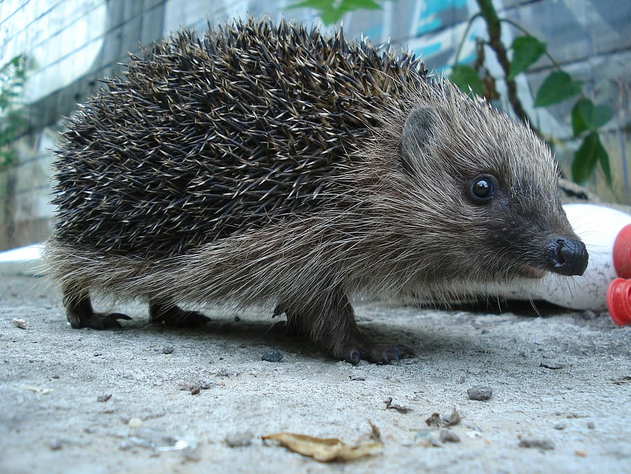 gray and black hedgehog close-up photography, animals, forest HD wallpaper