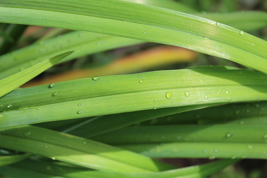 grass, nature, raindrop, green color, growth, leaf, water, plant part, HD wallpaper