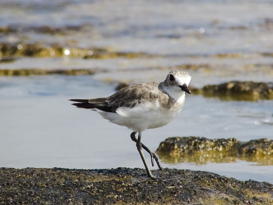 Stint, Seabird, Migratory, Nature, grey, wild, fauna, ecosystem HD wallpaper