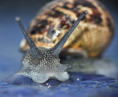 Snail, Macro, Curious, Garden, Nature, spiral, slime, shell HD wallpaper