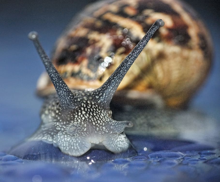 Snail, Macro, Curious, Garden, Nature, spiral, slime, shell, HD wallpaper
