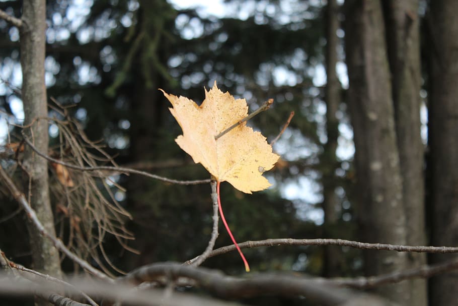 fall, colors, red, orange, yellow, trees, nature, maple, leaves HD wallpaper