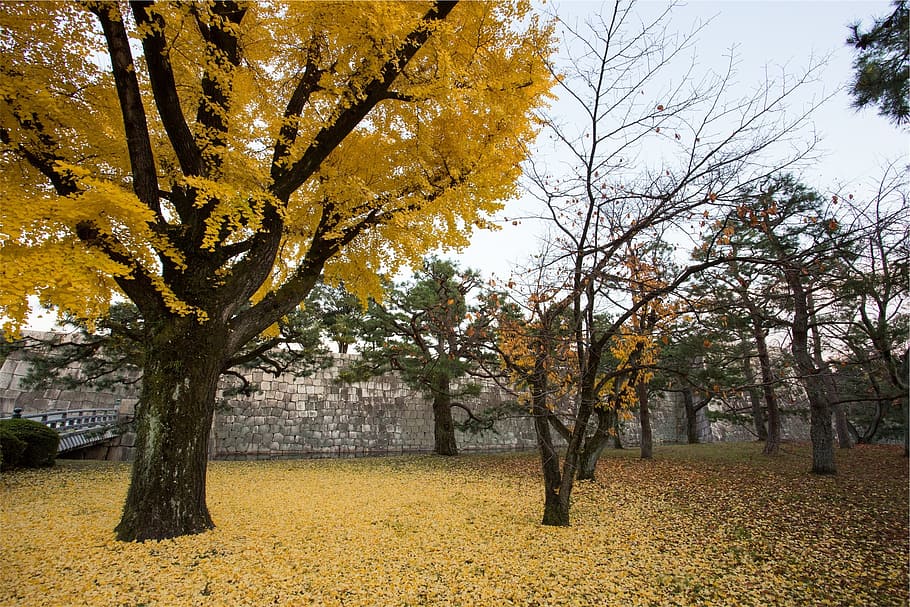 autumn, fall, trees, leaves, plant, change, beauty in nature HD wallpaper