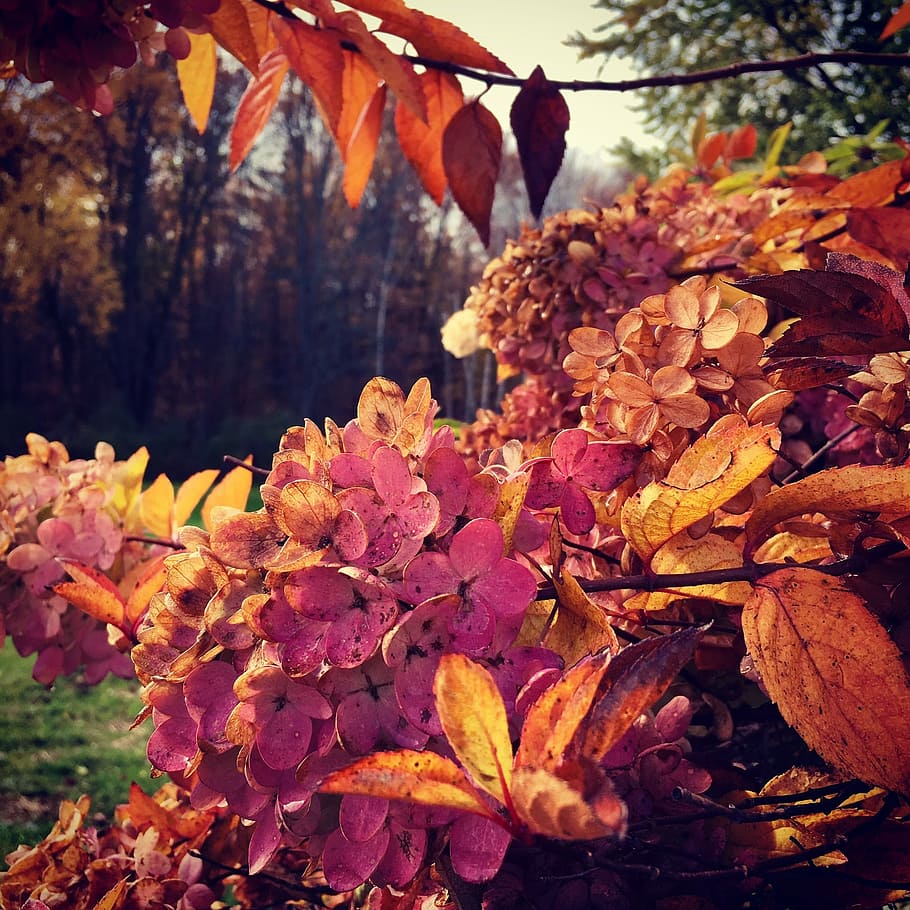 flowers, hydrangeas, summer, plant, autumn, leaf, plant part HD wallpaper