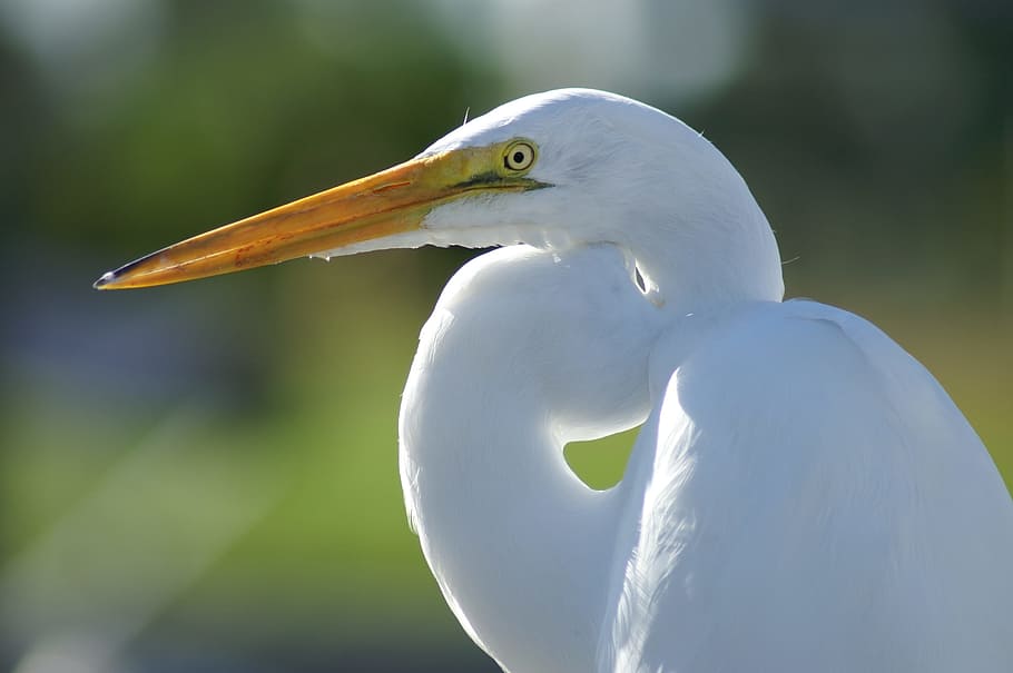 white long-beak bird on close-up photo, crane, fly, wings, feather HD wallpaper