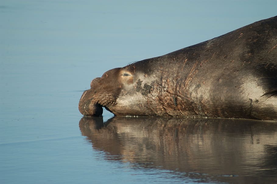 elephant seal, mammal, beach, ocean, water, laying, macro, close-up, HD wallpaper