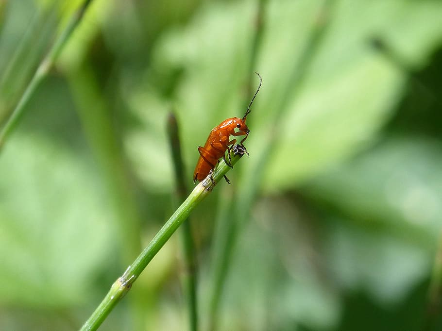 Weevil, Insect, Antennas, Greenery, tiny, one animal, animals in the wild HD wallpaper