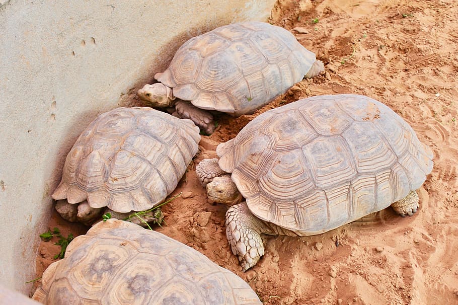 turtle, tortoise, shell, reptile, slow, animal wildlife, animal themes HD wallpaper