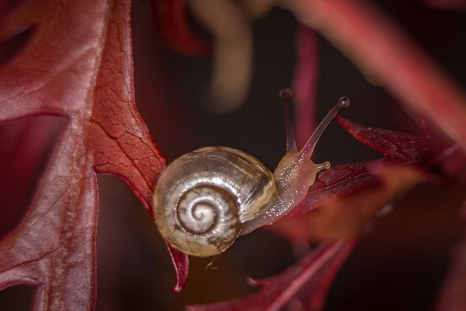 snail, macro, housing, shell, close, nature, mollusk, animal HD wallpaper