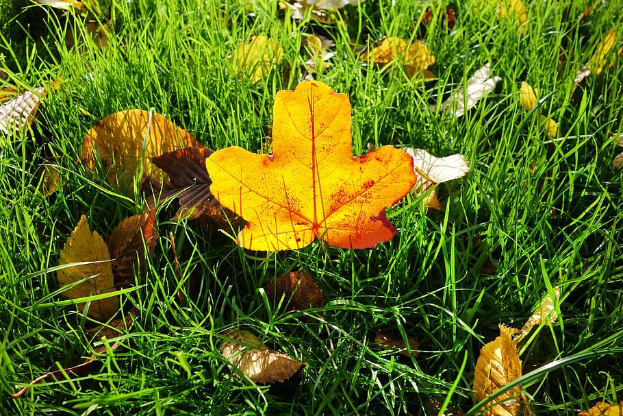 leaf, autumn leaf, grass, fallen leaf, autumn colors, seasonal HD wallpaper