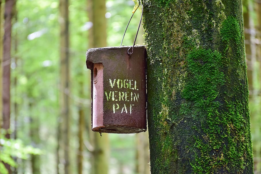 brown mail box on tree, nesting box, forest, bemoost, moss, breed, HD wallpaper