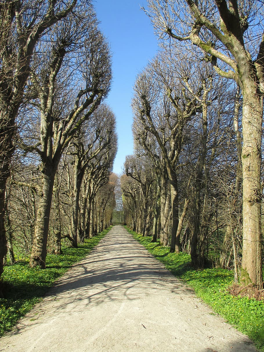 avenue, trees, spring, away, park, plant, tree lined avenue HD wallpaper