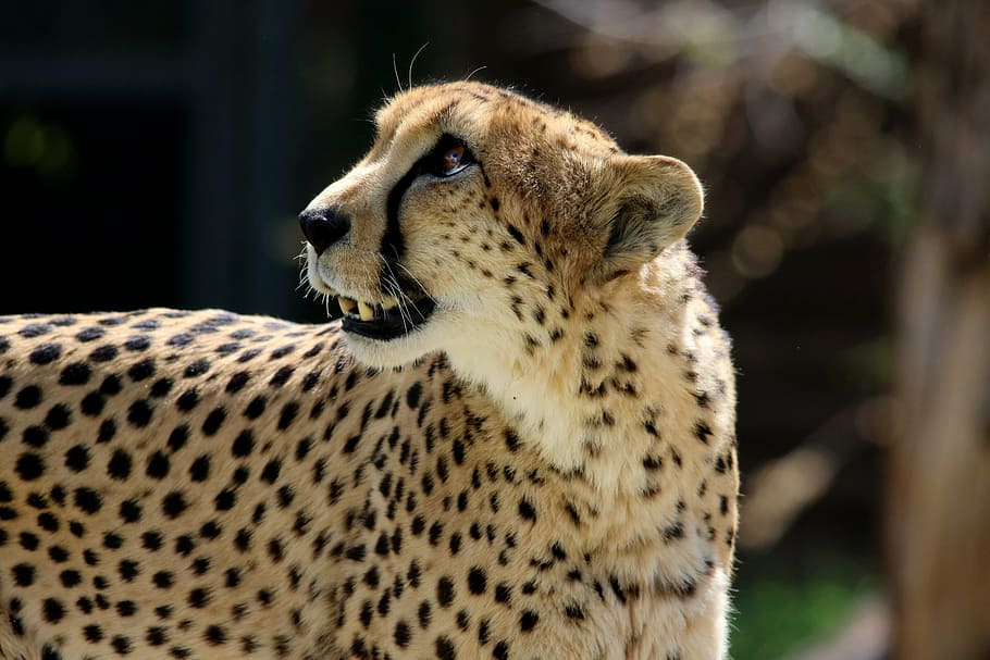 selective focus photography of cheetah, cat, animal, wildlife