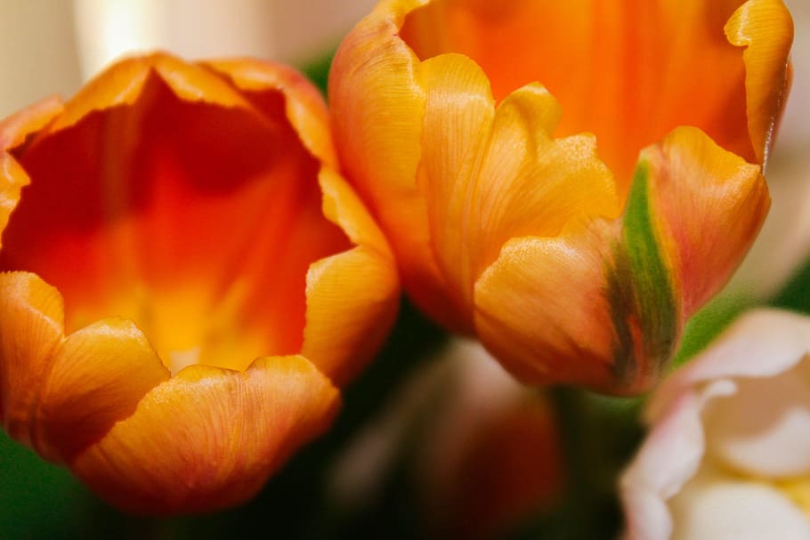 tulips, orange, arrangement, bouquet, flowers, nature, environment, HD wallpaper