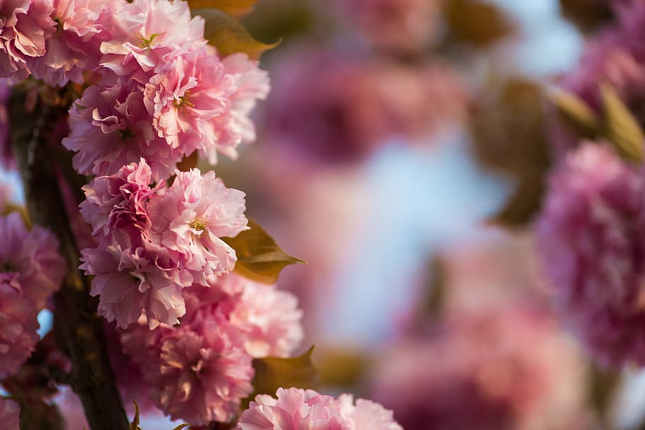 selective photography of pink carnation flowers, macro photography of pink flowering tree HD wallpaper