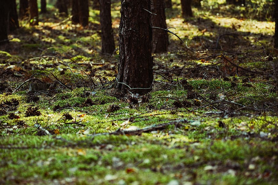 forest, tree, grass, nature, green, environment, summer, wood HD wallpaper