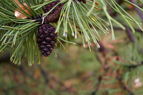 pine, needle, tree, green, nature, branch, evergreen, wood HD wallpaper