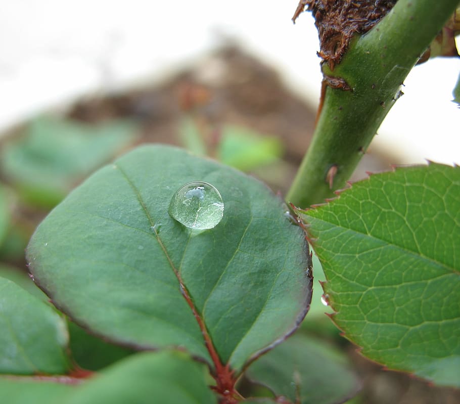 leaf, drop, green, nature, water, close-up, liquid, plant part HD wallpaper