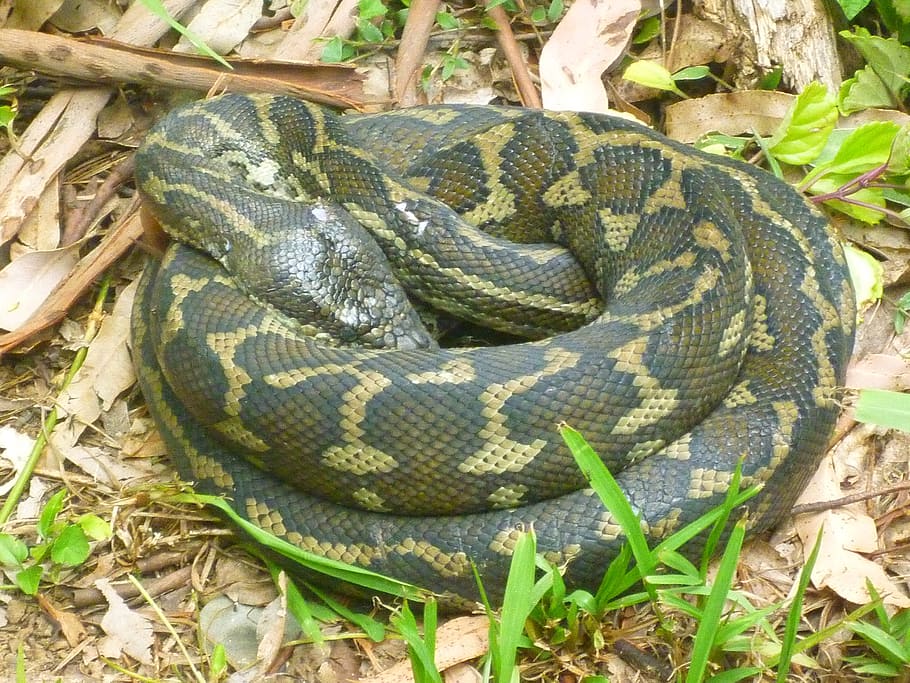 snake, python, reptile, wildlife, pattern, scale, nature, serpent HD wallpaper