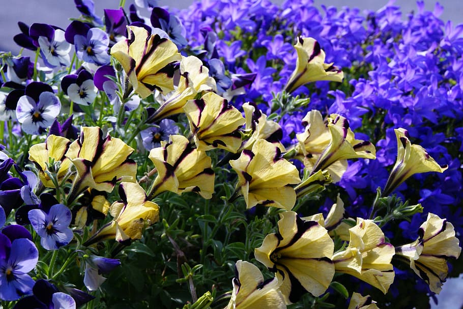 Petunia, Bellflower, surfinia, 400–500, flowers, plant, purple, HD wallpaper