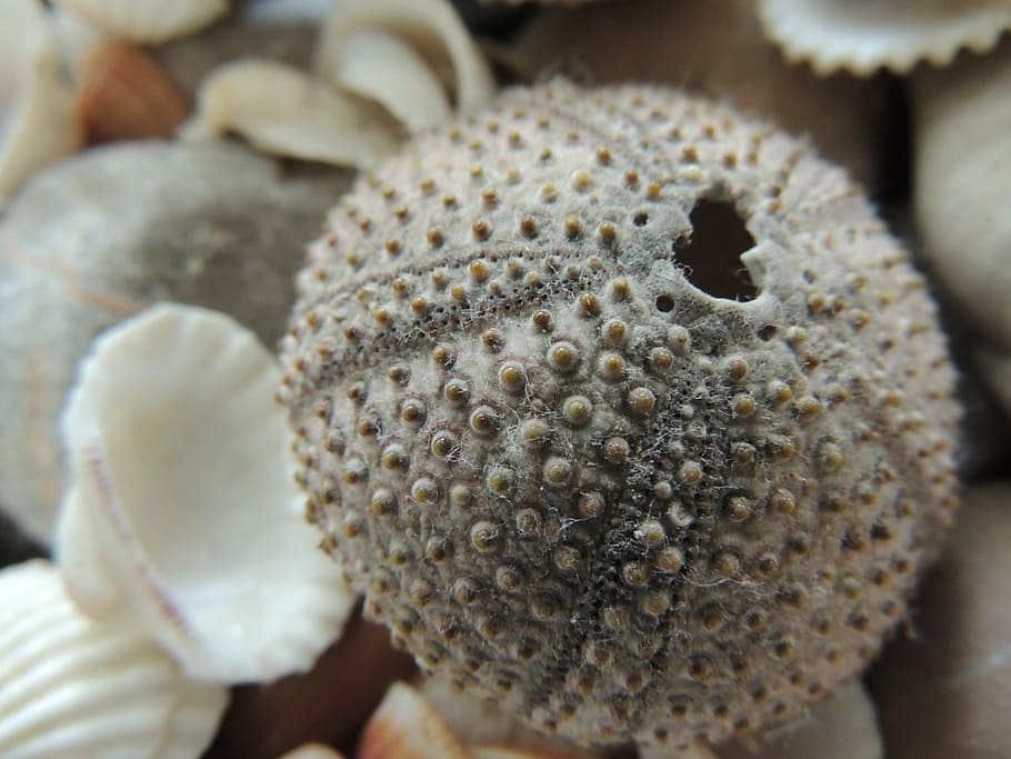 seashell, holidays, macro, nature, close-up, sea life, marine HD wallpaper