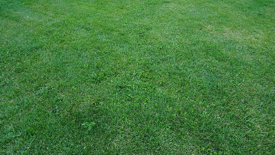 green grass field during daytime, lawn, summer, nature, spring, HD wallpaper