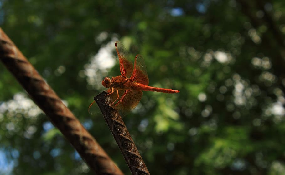 Dragonfly, Insect, Mosquito, tree, nature, focus on foreground HD wallpaper