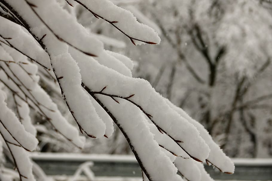 snowy branches, winter, wintry, frosty, cold temperature, tree HD wallpaper