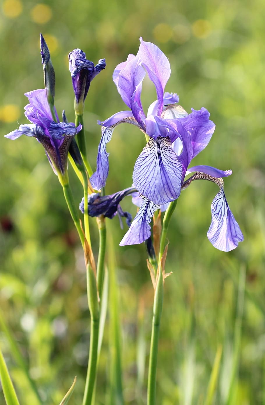 Iris, Flower, Lily, Purple, nature, plant, iris - Plant, blue HD wallpaper