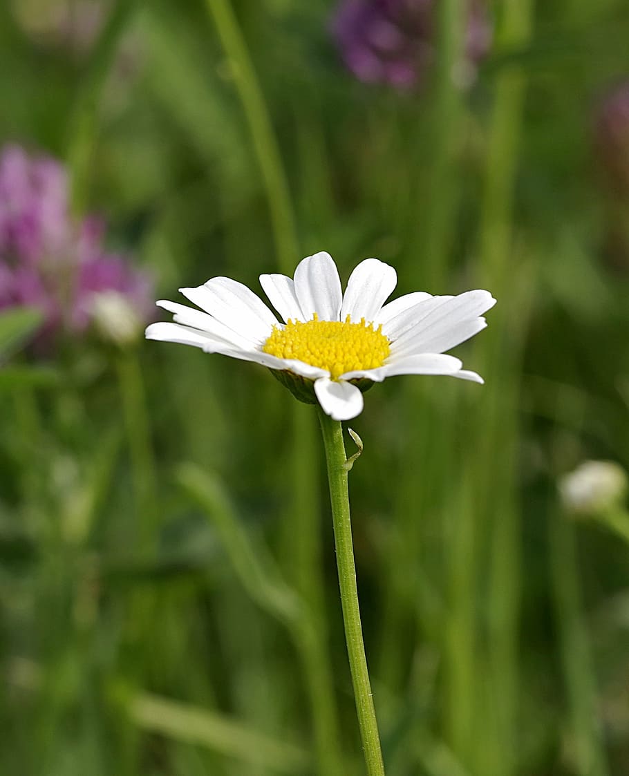 daisy, single, flower, white, yellow, vertically, meadow, grass HD wallpaper