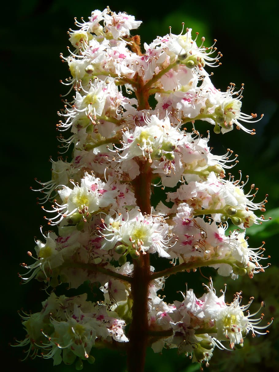 ordinary rosskastanie, chestnut, flowers, inflorescence, tree