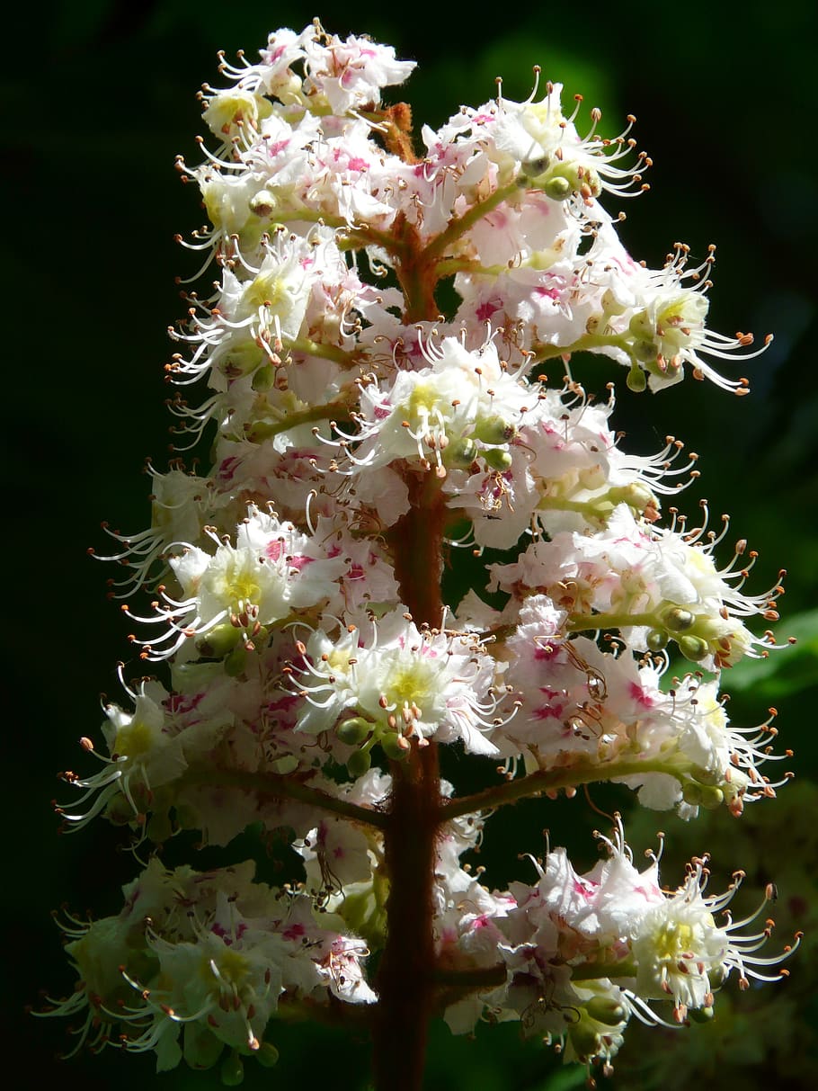 ordinary rosskastanie, chestnut, flowers, inflorescence, tree, HD wallpaper