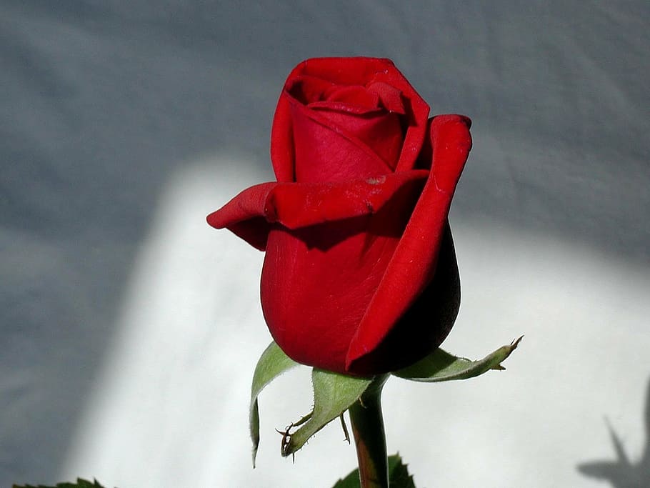 rose, red, stem, plant, flower, flowering plant, petal, rose - flower HD wallpaper