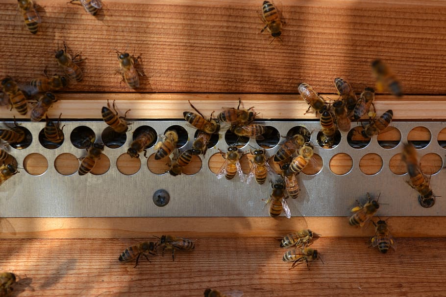 bee, buckfast, honey, pollen, hive, fly, insects, dappled, nature HD wallpaper