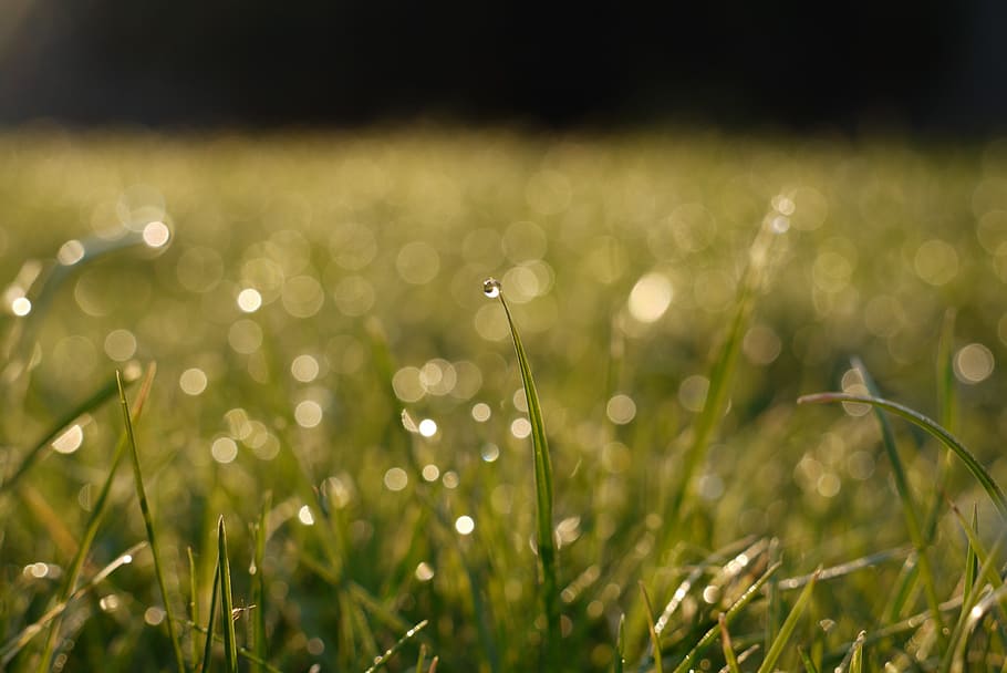grass, waterdrop, water drop, vegetable, plant, natural, botanical HD wallpaper