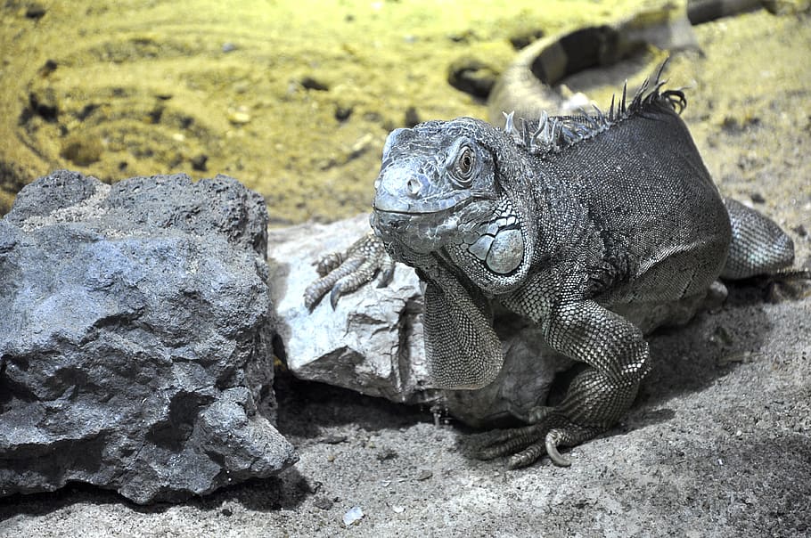 grey bearded dragon laying on grey rock, lizard, reptile, animals, HD wallpaper