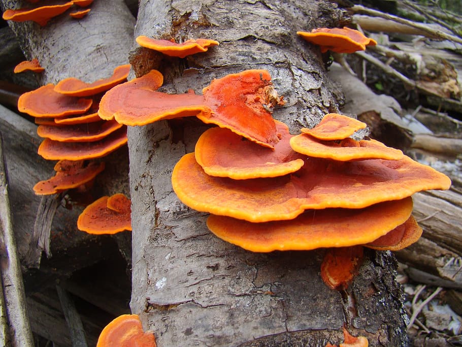fungus, trunk, ear nerve, orange, plant, orange color, growth HD wallpaper