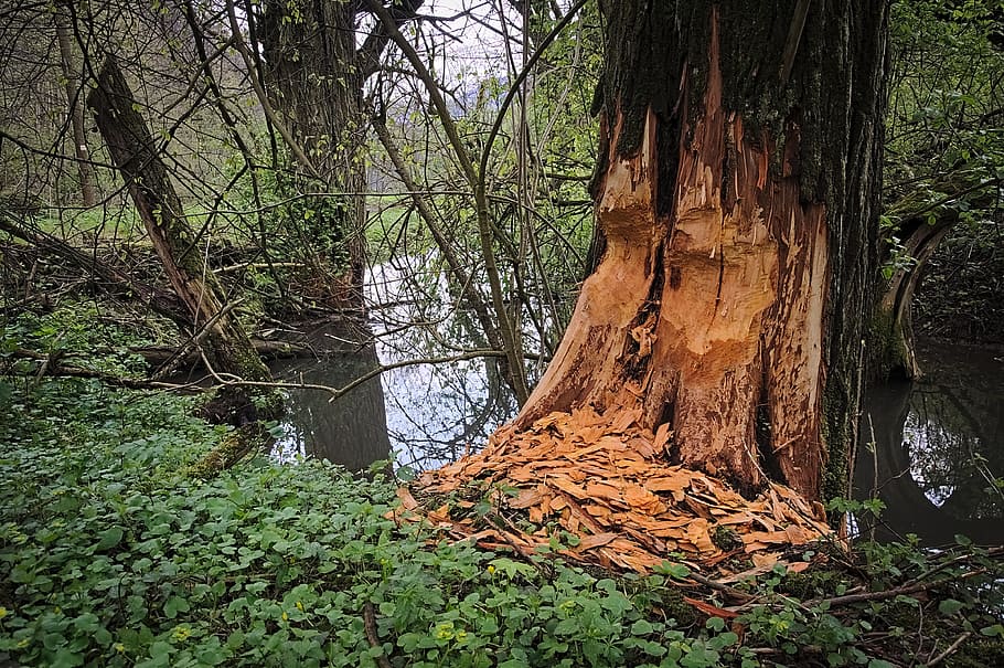 Beavers, Tree, Shift, podgryzanie, biting, nature, forest, water HD wallpaper