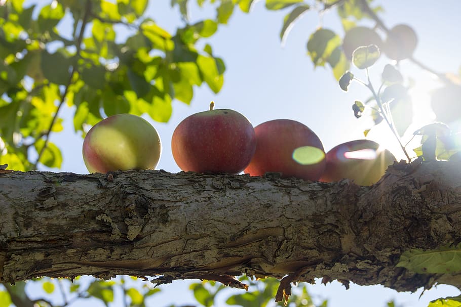 apple, tree, food, food and drink, fruit, healthy eating, freshness HD wallpaper