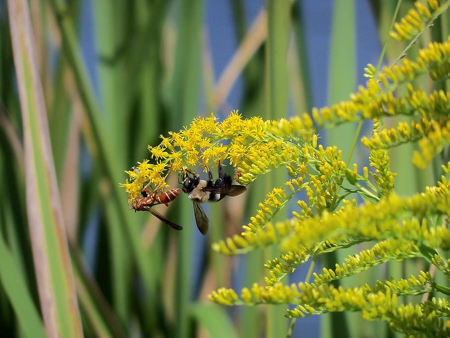 Yellow Jacket, Bee, Insects, blossom, wing, wildlife, bug, small HD wallpaper