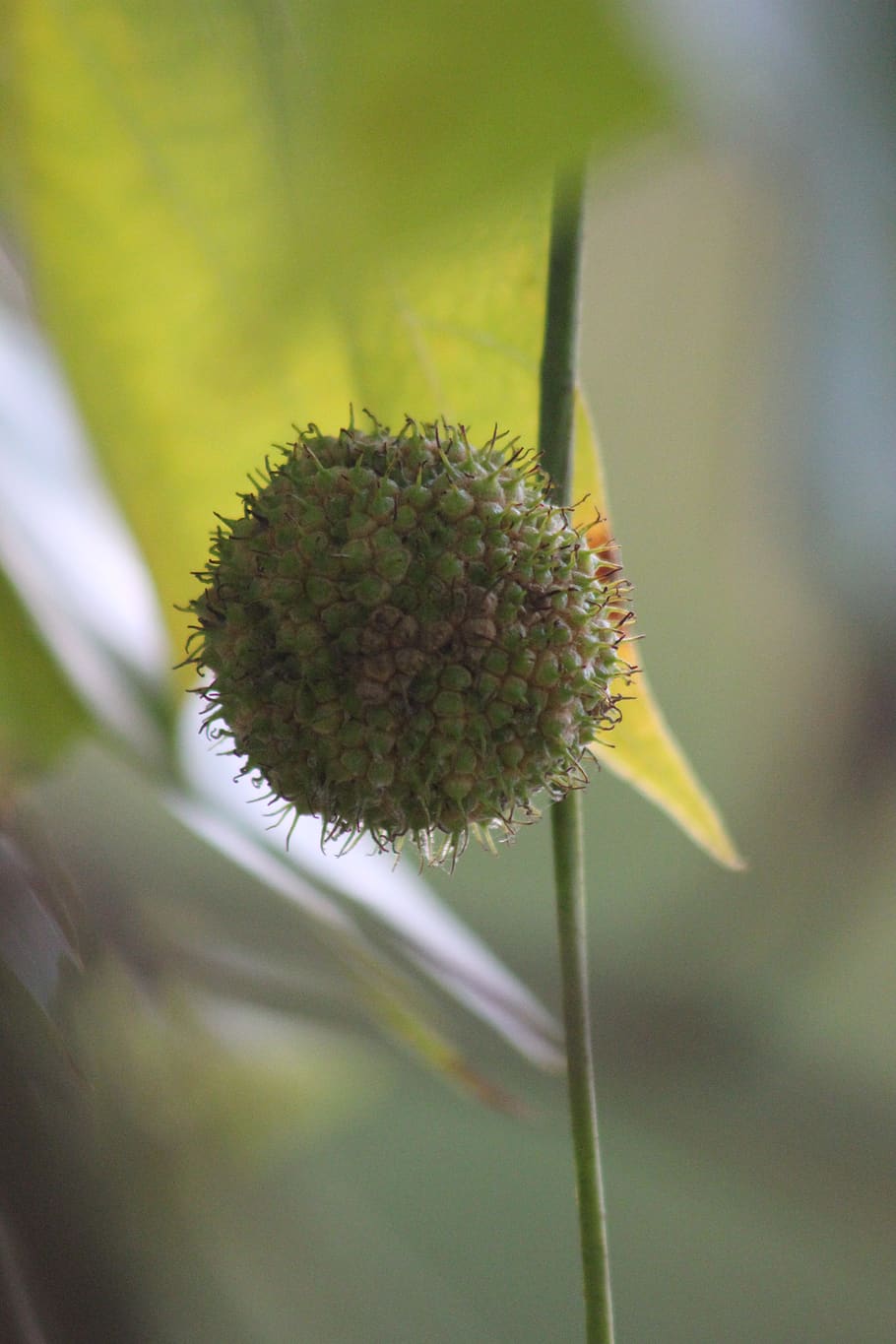 leaf, horse chestnut, tree, fall, bug, flower, plant, growth HD wallpaper