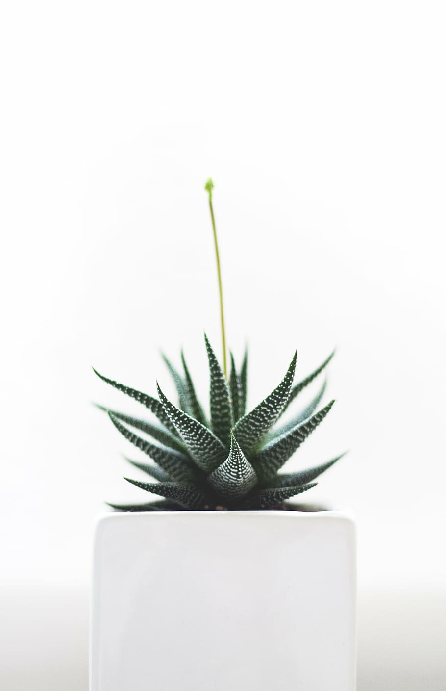 green snake plant, zebra, cactus, white, ceramic, vase, plants, HD wallpaper