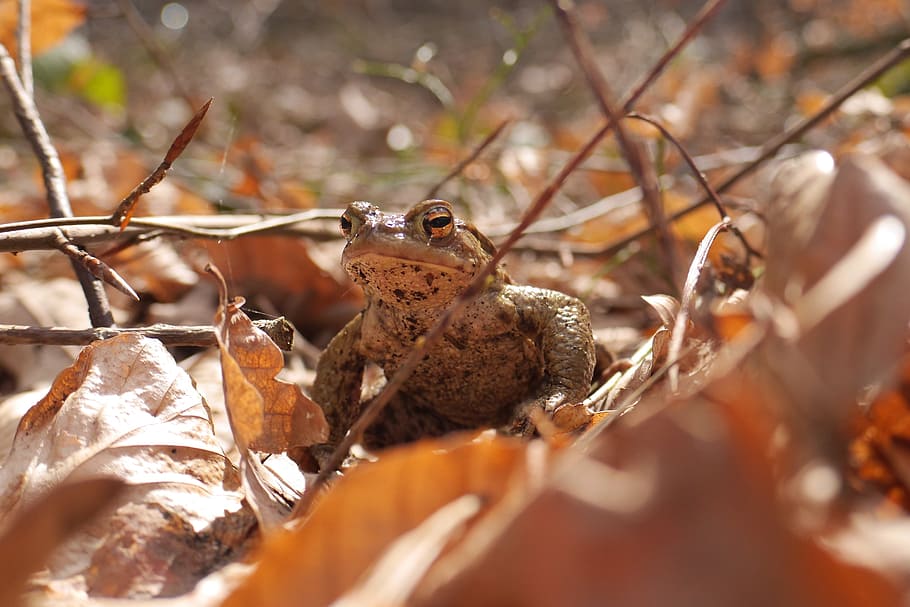 common toad, amphibians, close, brown, leaves, earth, autumn HD wallpaper
