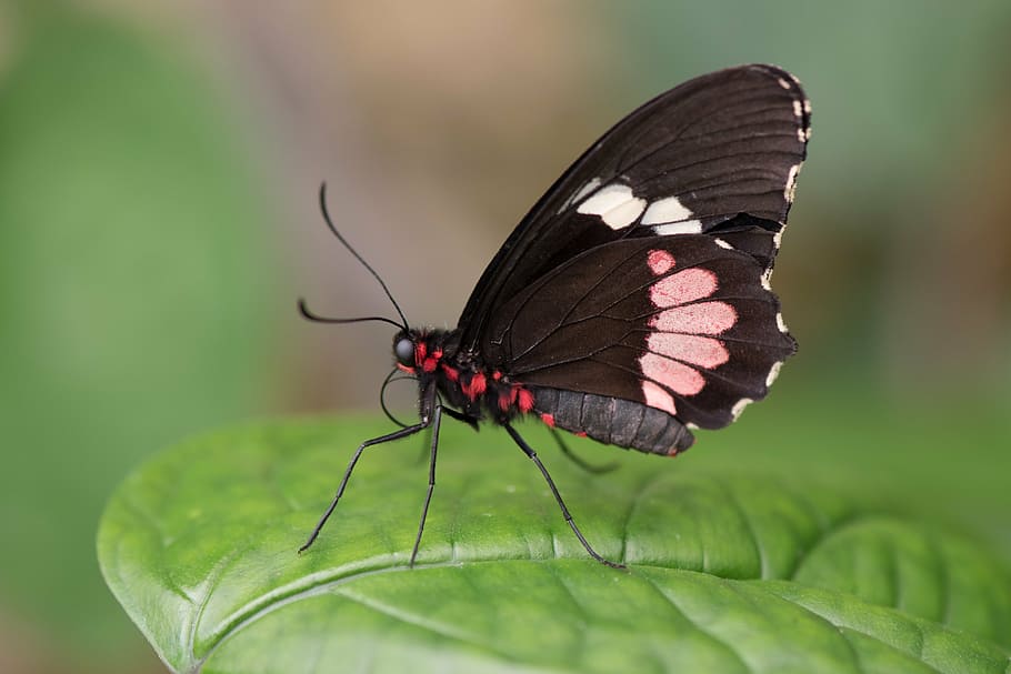 close-up photo of small postman on green leaf plant, butterfly HD wallpaper
