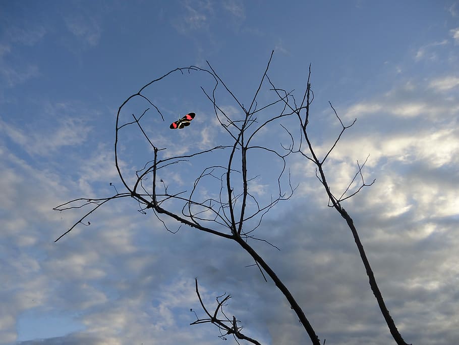 Butterfly, Clouds, Branches, sky, one animal, animal wildlife HD wallpaper