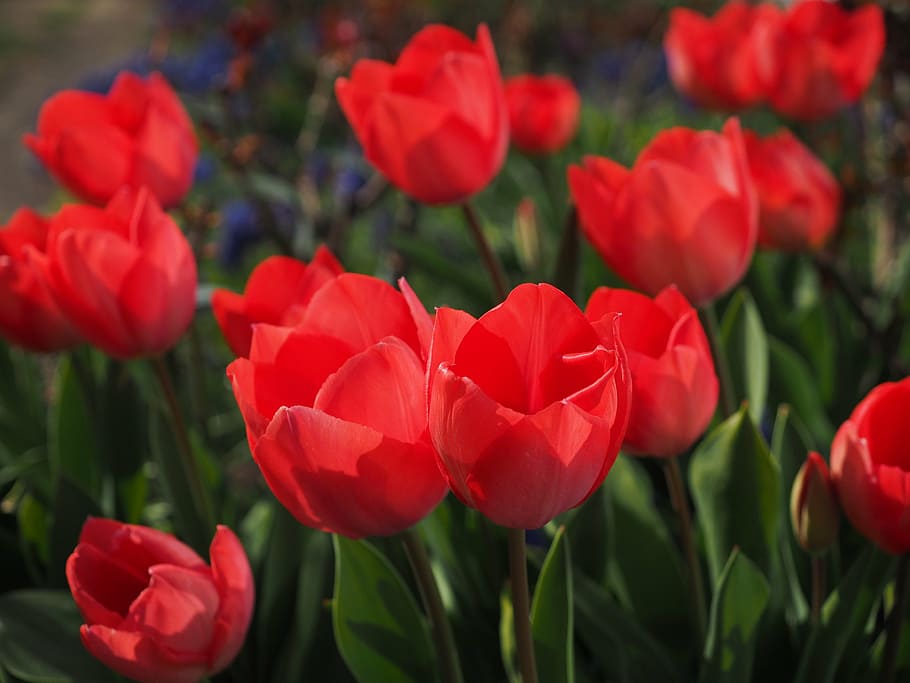 tulips, red, flowers, spring, close, colorful, tulipa, lily HD wallpaper